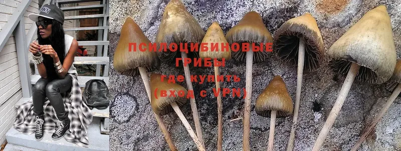 Галлюциногенные грибы Psilocybe  Грайворон 